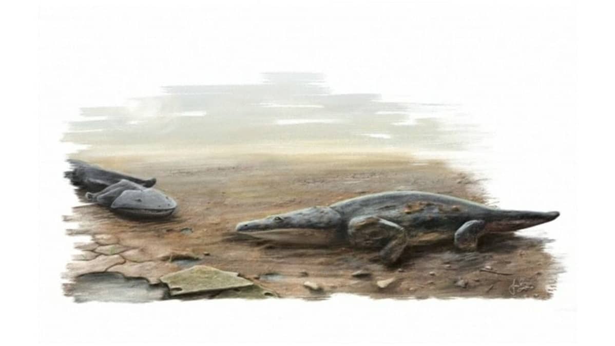 Taiteilijan näkemys 200 miljoonaa vuotta sitten eläneestä Metoposaurus algarvensis -sammakkoeläimestä.