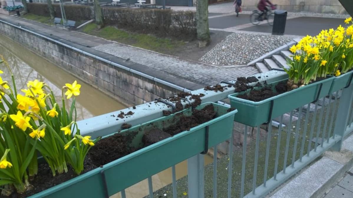 Yliopistonkadun kävelykatu saa narsissinsa tiistaina 24. maaliskuuta.
