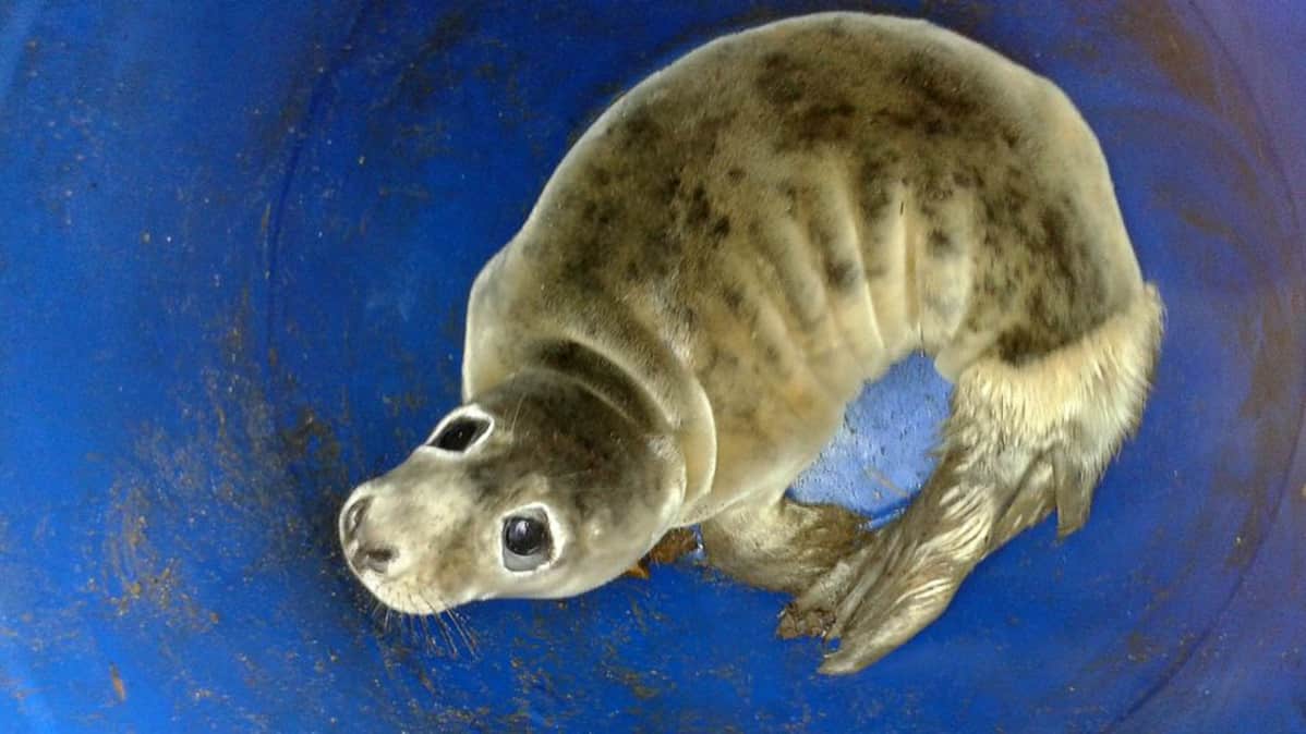 Kuvassa kuutti muoviammeessa