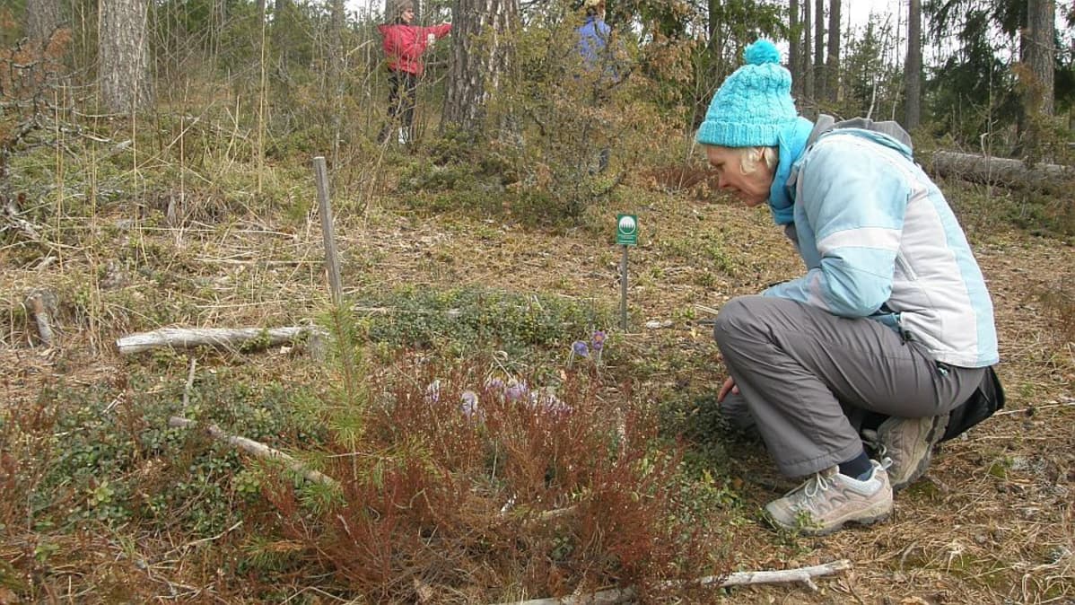 kasvitieteilijä Heli Jutila tutkii Tuuloksen Hevospierettämänmäen kukkia
