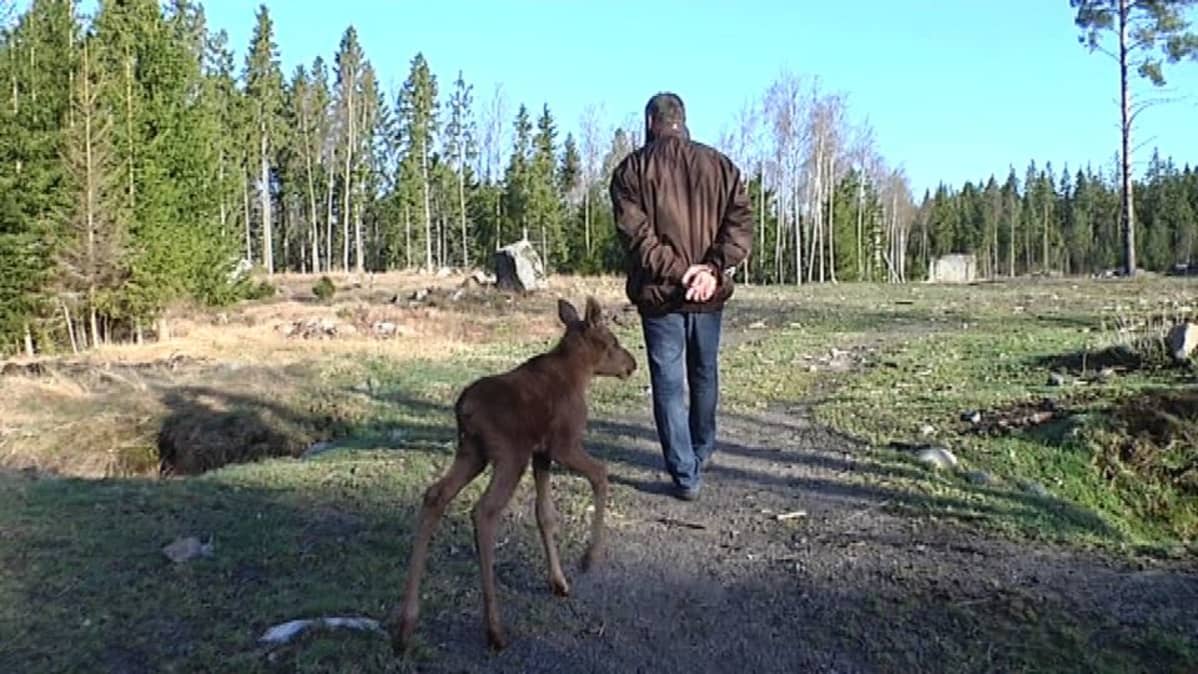 Hirvenvasa seuraa hoitajaansa Markku Harjua