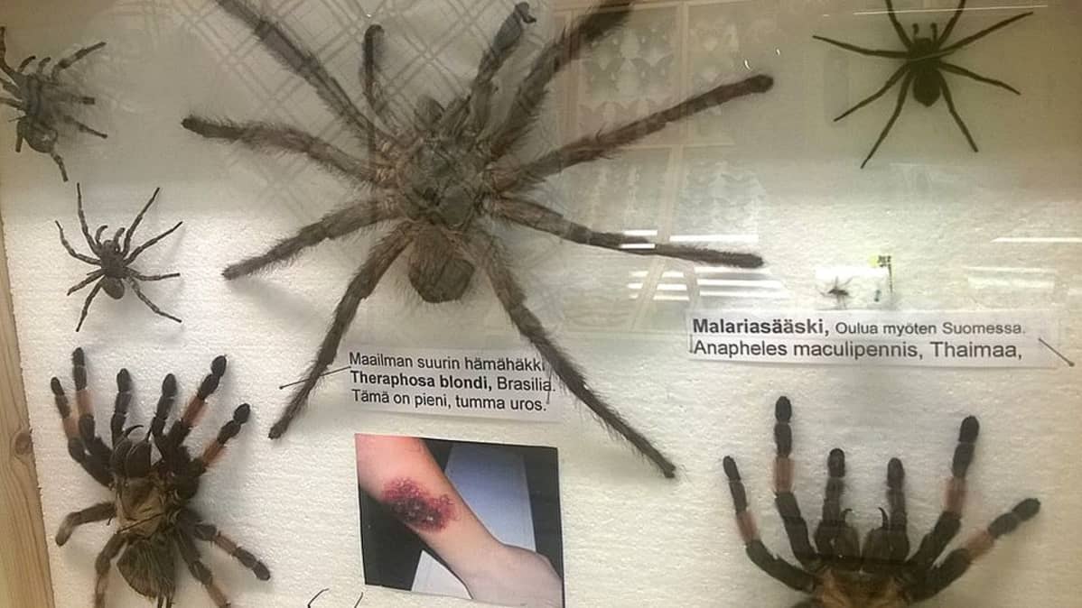 Vitriinissä olevia hämähäkkejä