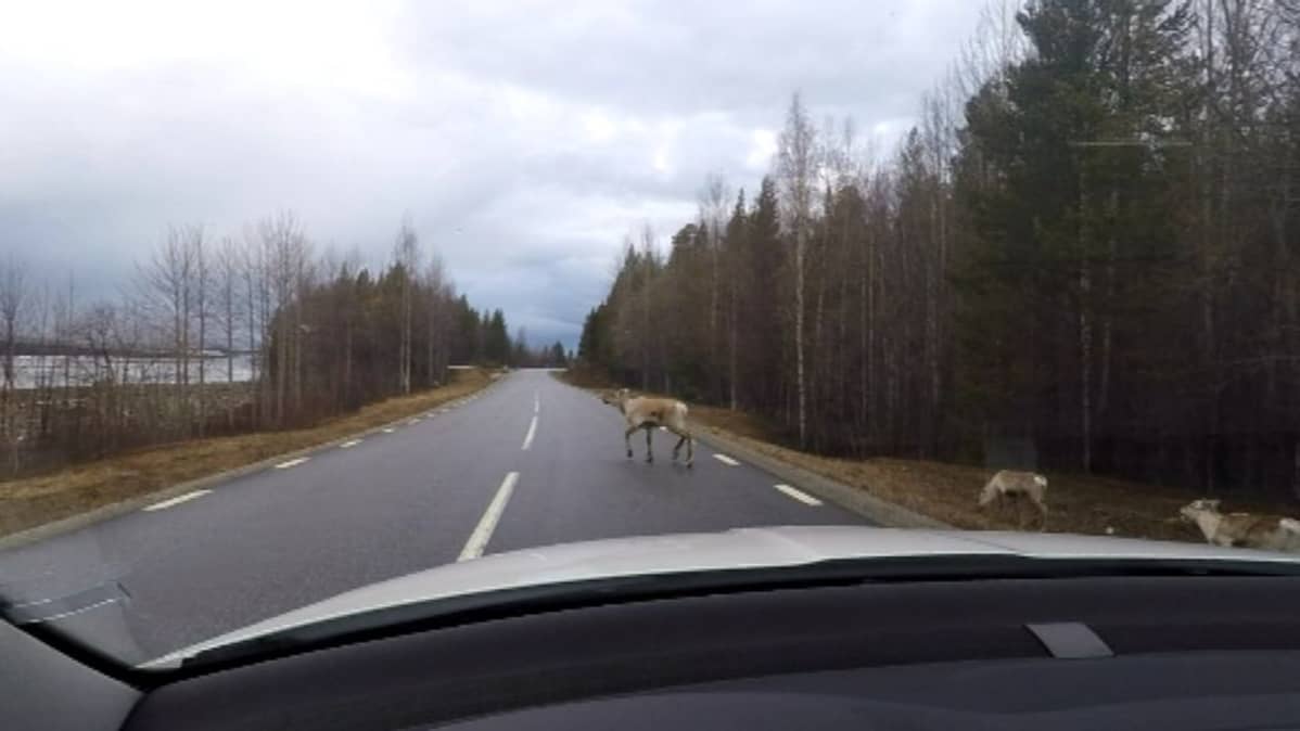 Lapissa ollaan, ja täällä ajotahdin määrää poro.