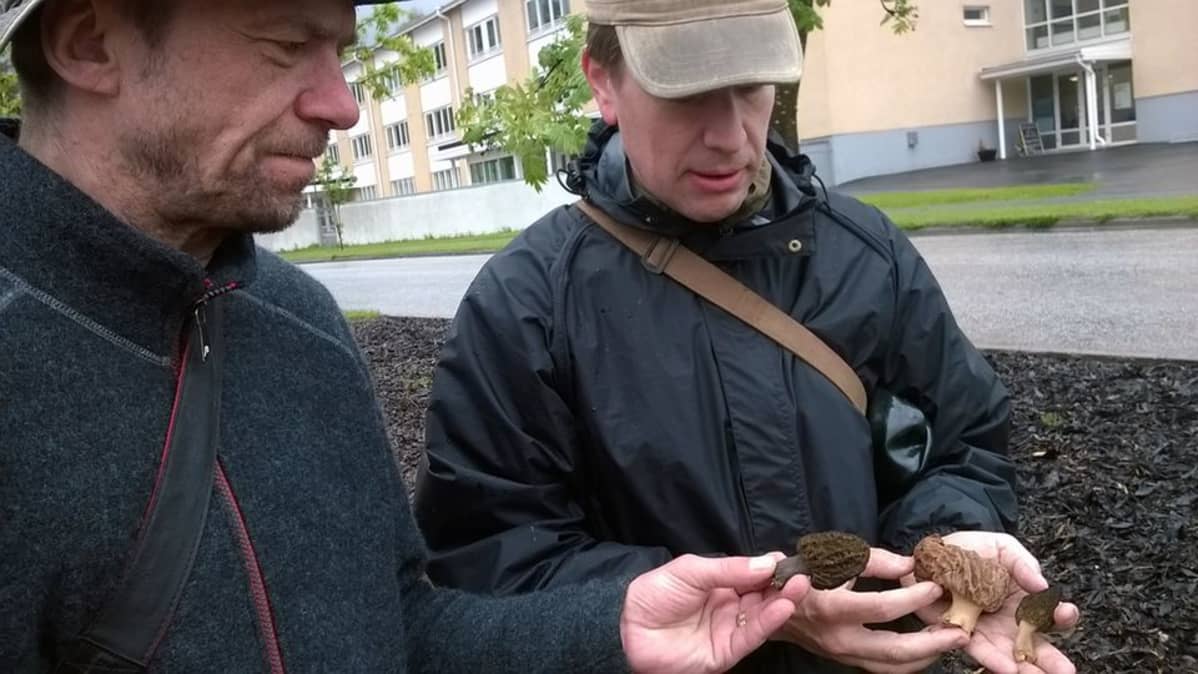 Kuvassa kaksi miestä tutkii sieniä.