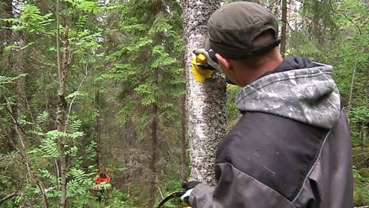 Kansallispuiston reitistöä merkitään keltaisella maalilla.