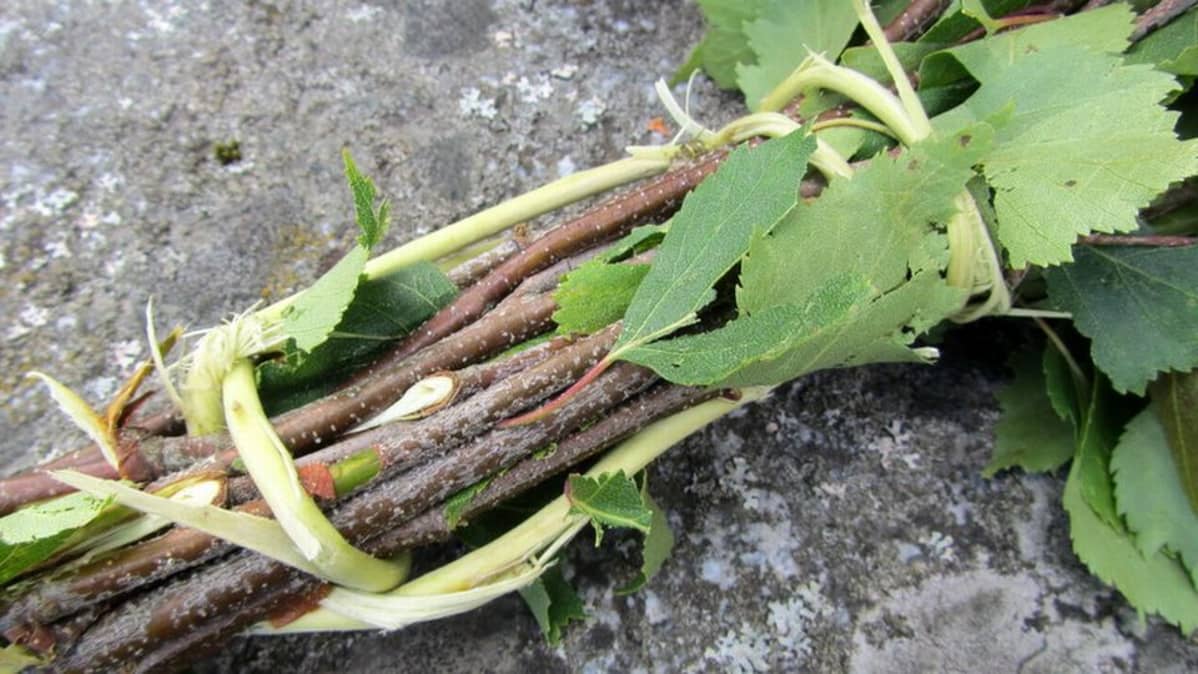 Saunavastan varsi.