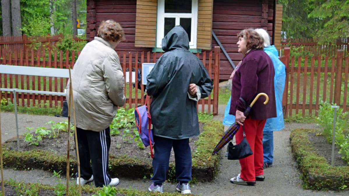 Ihmisiä seisomassa yrttimaalla.