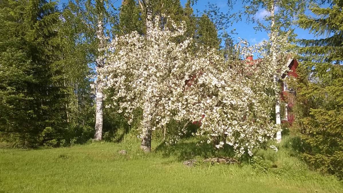 Kuvassa kukkiva omenapuu, koivuja taustalla häämöttää punainen talo