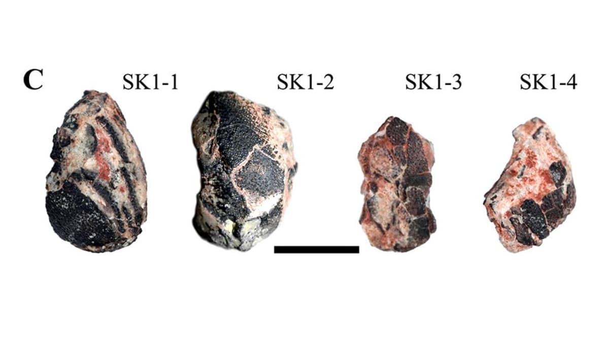 Kivettyneitä munia.