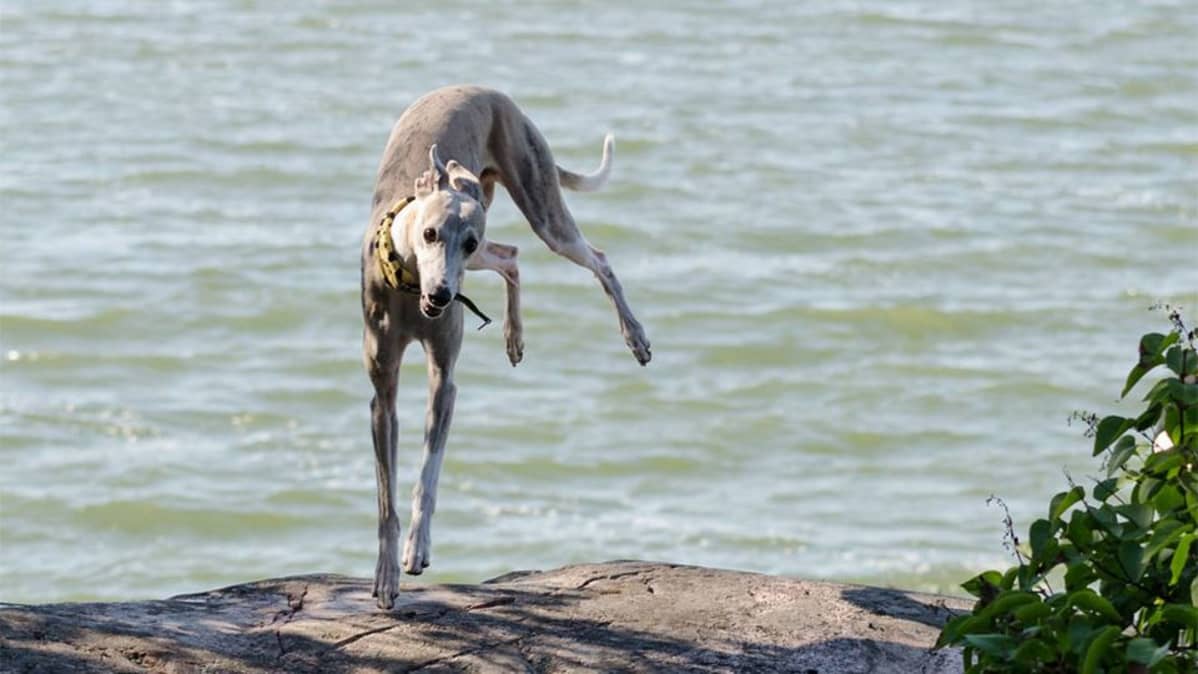 Whippet Matti hyppää