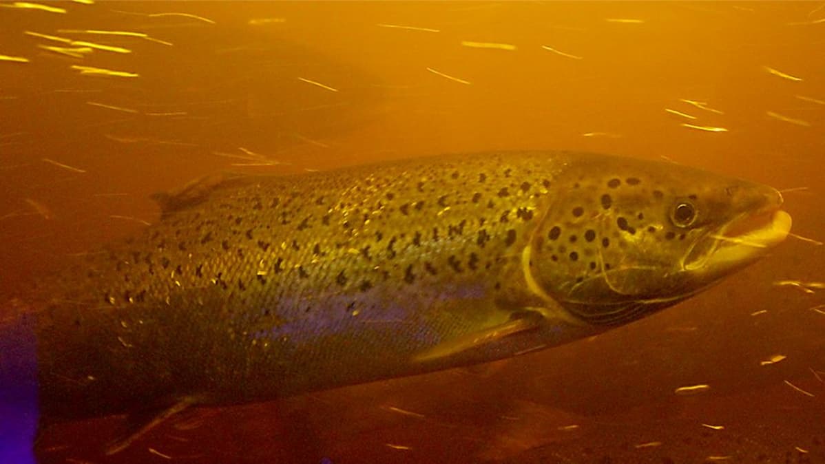 Lohi nousee Oulujoessa Merikosken voimalaitoksen kalaportaita pitkin