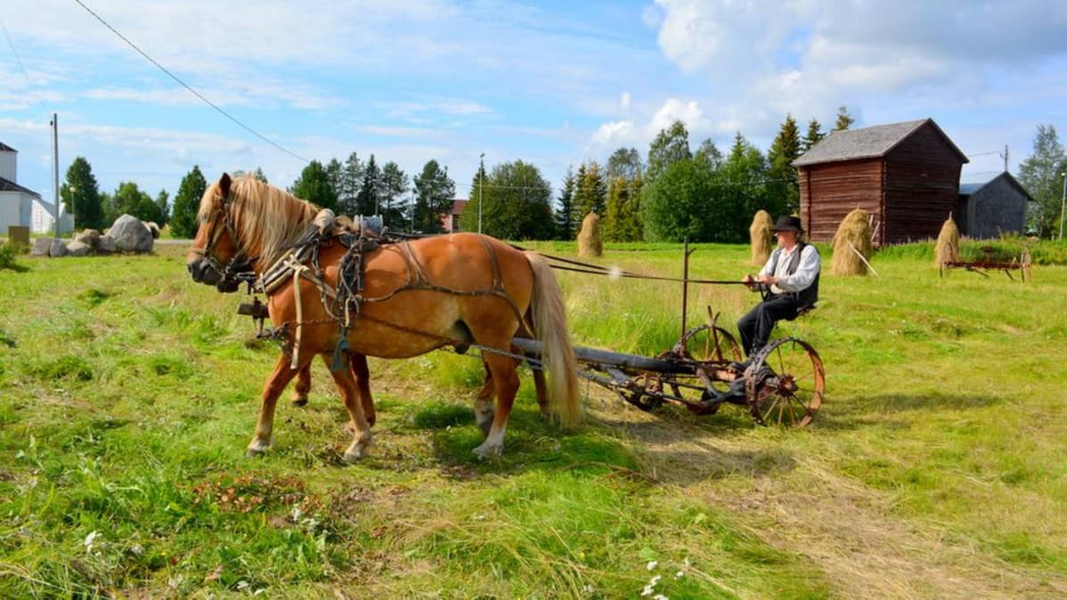Esa Helaakoski ajaa hevolla niittokonetta Ylitorniolla Niuronrannassa