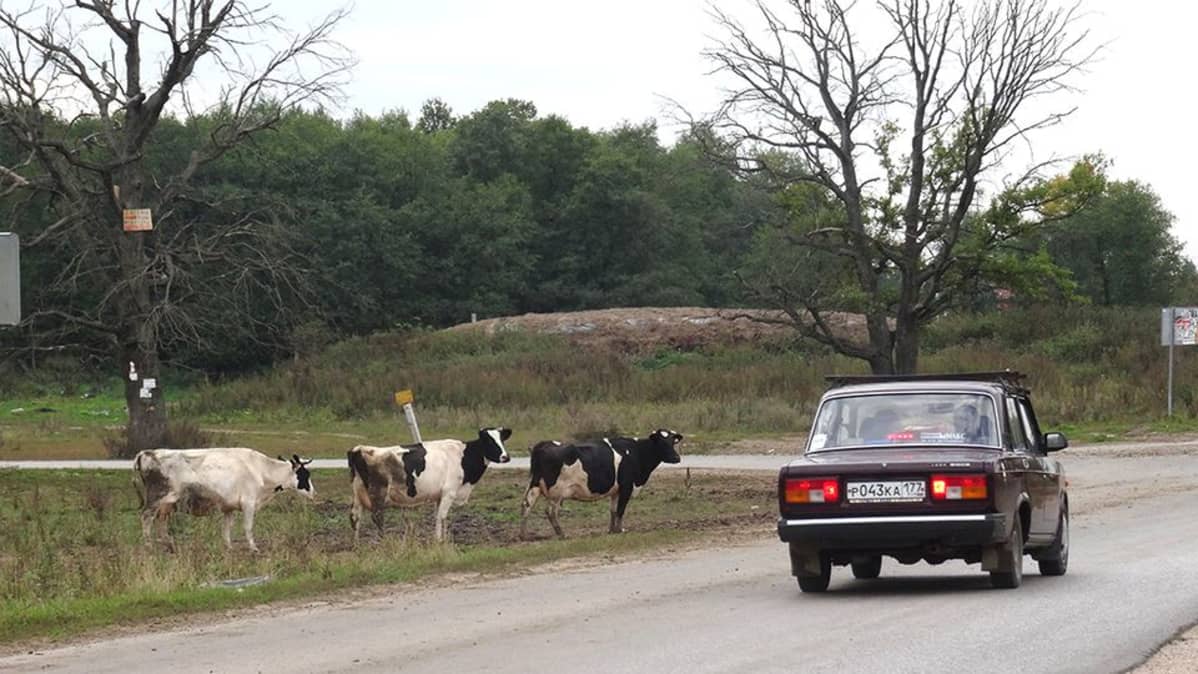 Lada ja lehmät.