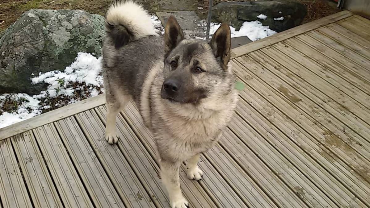 Koira.