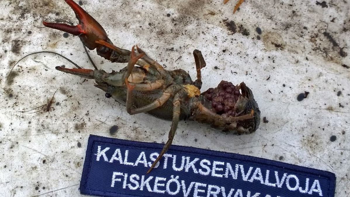 Jokirapu mätilastissa