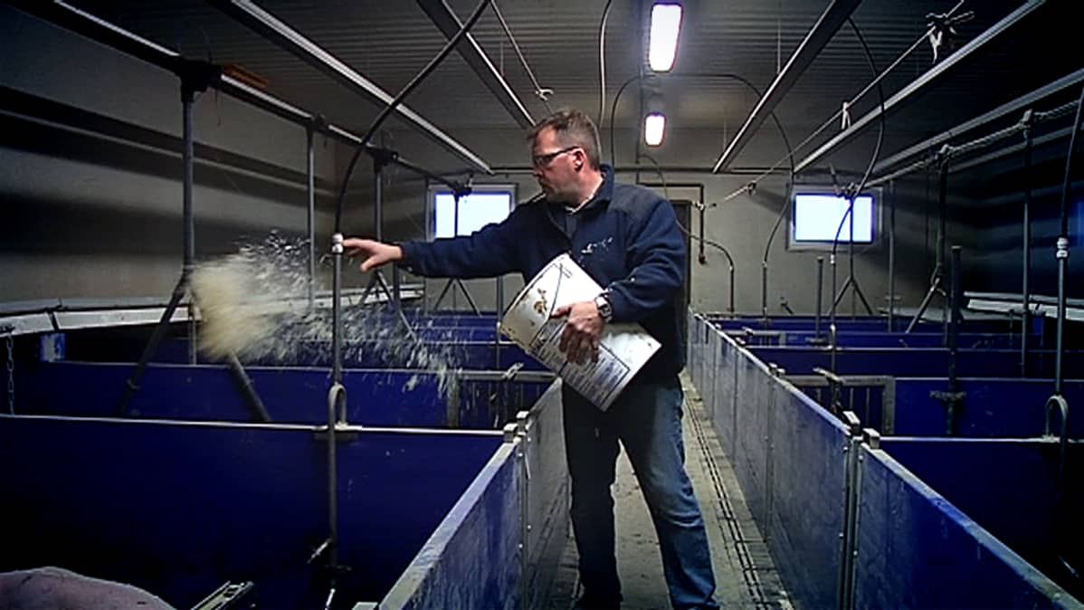 Juha Hakomäki heittää kuiviketta emakoille.