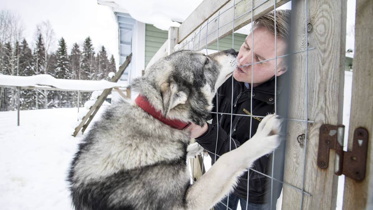 Jämtlanninpystykorva Ukko