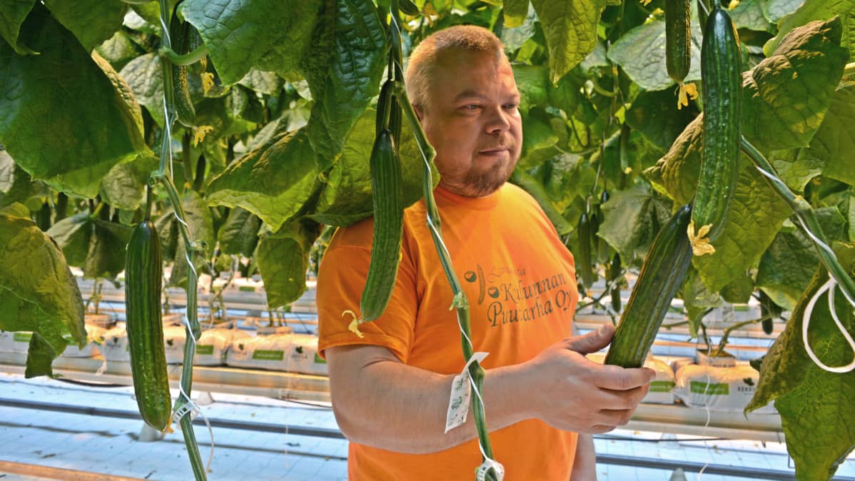 Puutarhuri Jani Okkonen katselee kurkkua kasvihuoneessa.