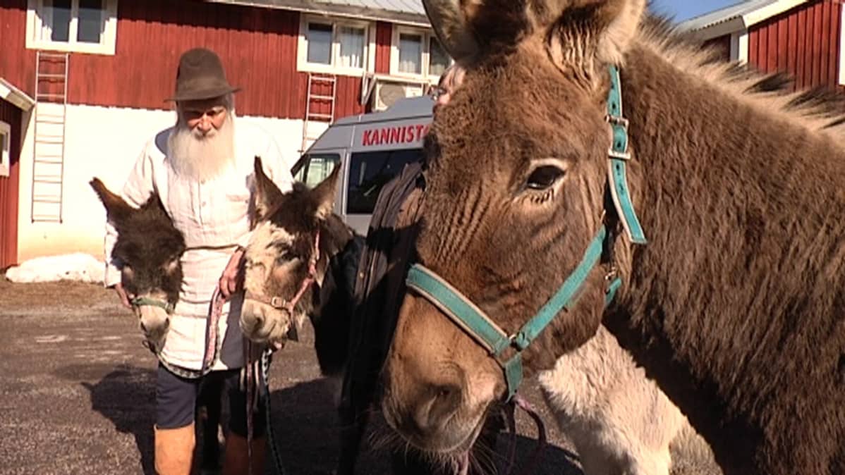 Lähikuvassa aasi Kanniston tilalla Loimaan Alastarolla.