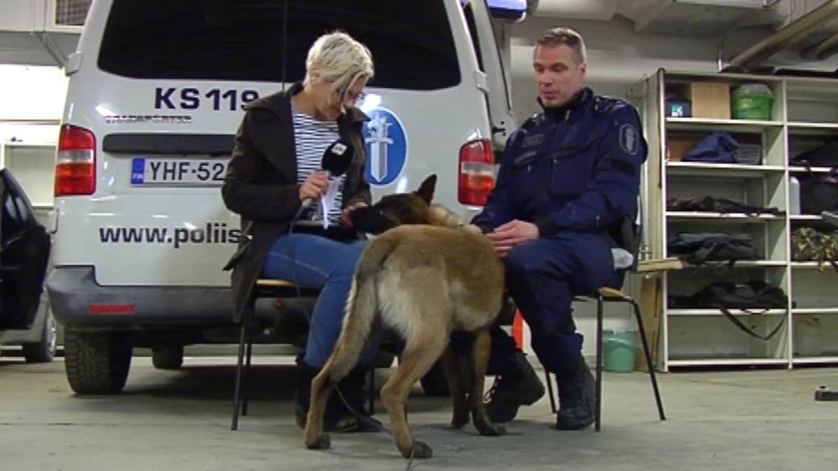 Ylikostaapeli Janne Heiskasen kouluttama Riesa ei ujostellut toimittaja Titta Puurusta.