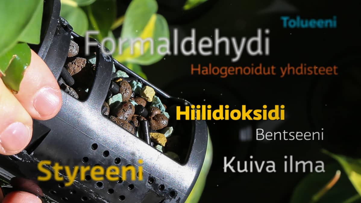 Viherseinän yksityiskohta.