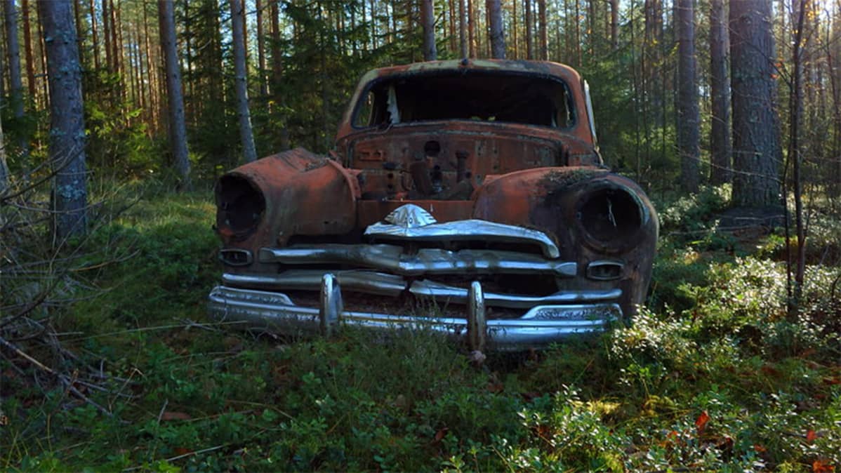 Vanha amerikanrauta männikössä.