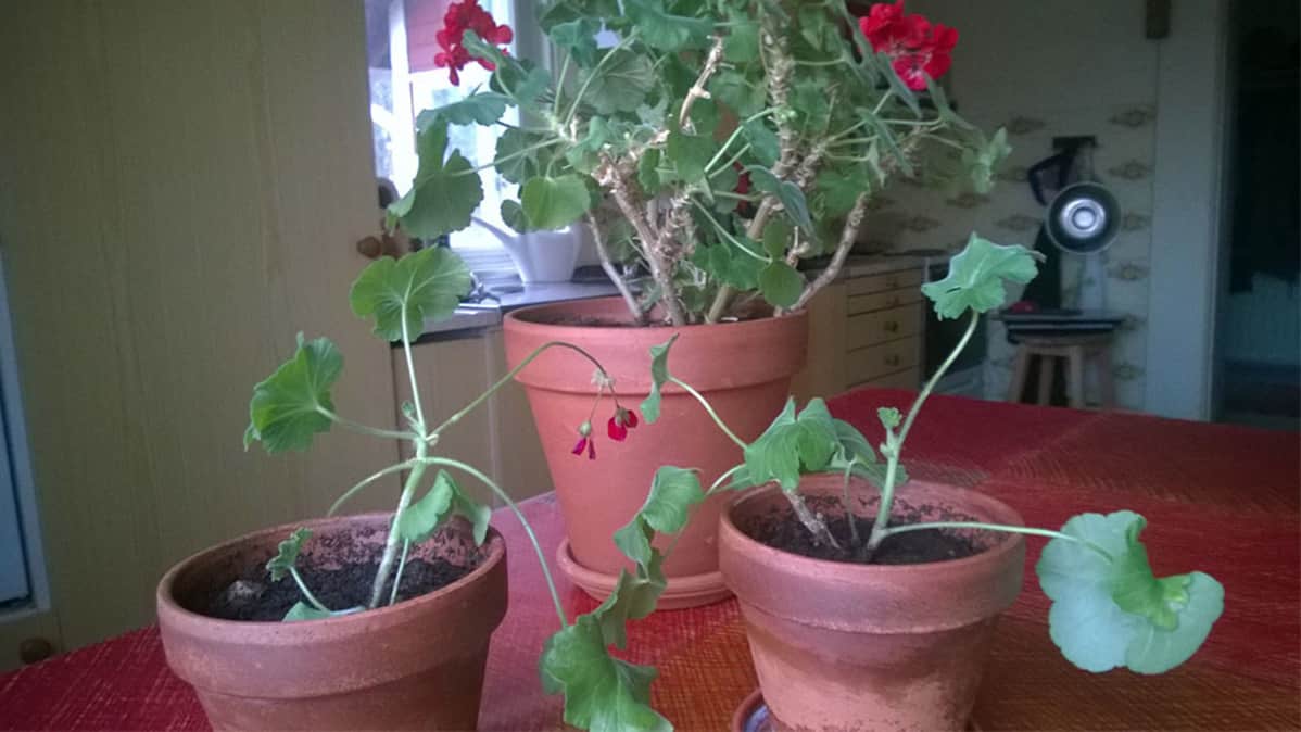 Suuremmasta pelargoniasta otettuja kasvatteja.