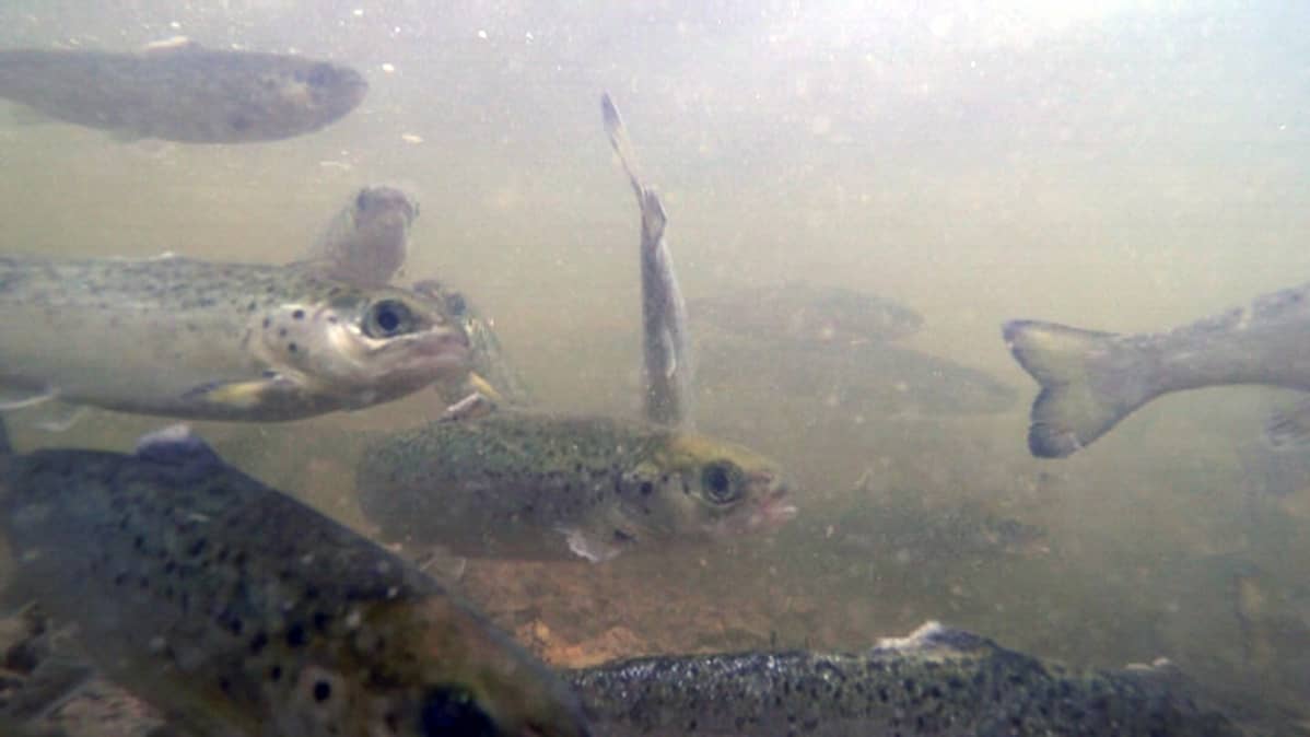 Merilohen vaelluspoikasia Kymijoessa.