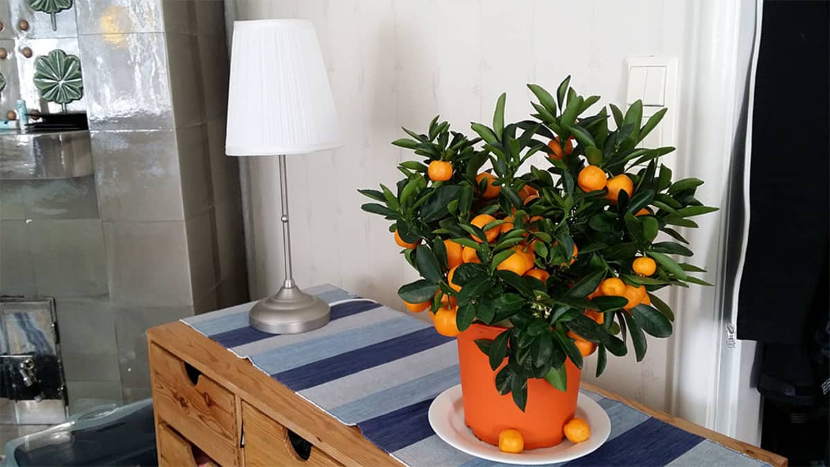 Appelsiinipuu lipaston päällä, vieressä pöytälamppu.