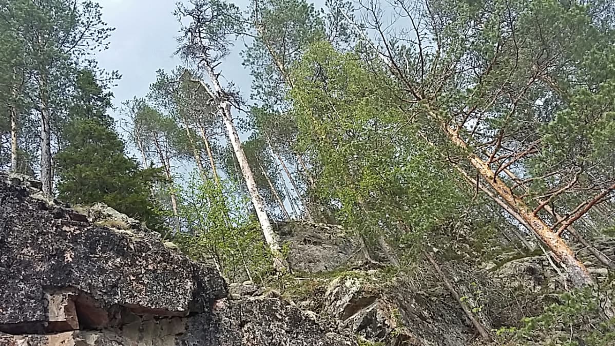 Korkea kallio, jonka päällä on vanhoja puita ja muutamia keloja.