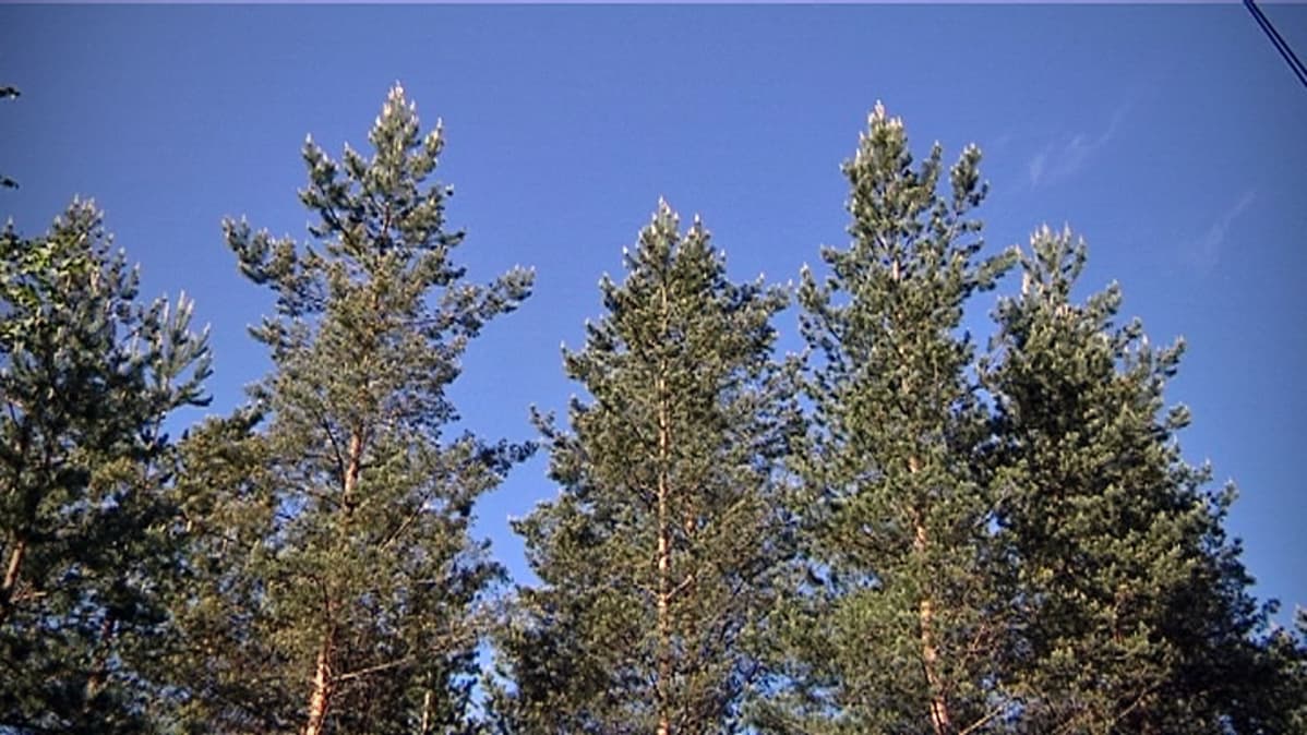Mäntyjä