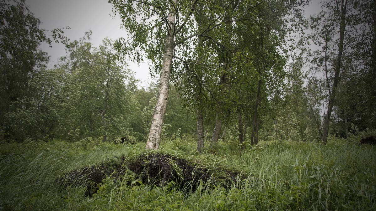 Salomo-myrskyn kaatama koivu nojaa toiseen puuhun.