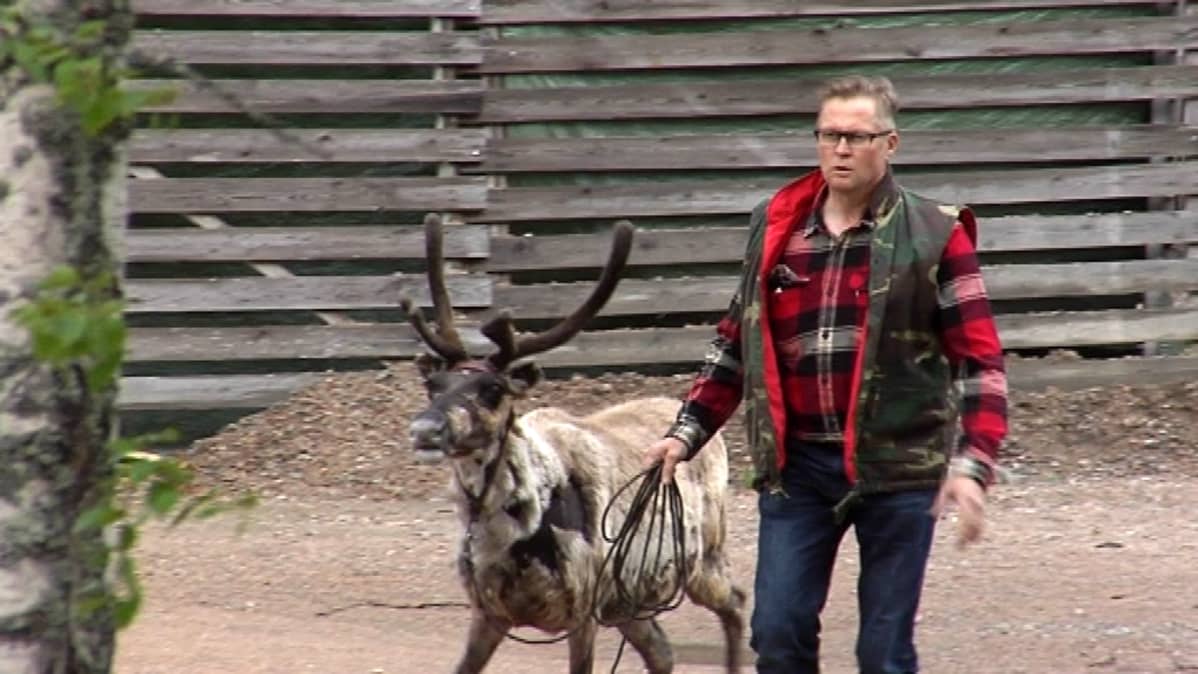 porosafariyrittäjä Ari Körkkö ja Jussi-poro