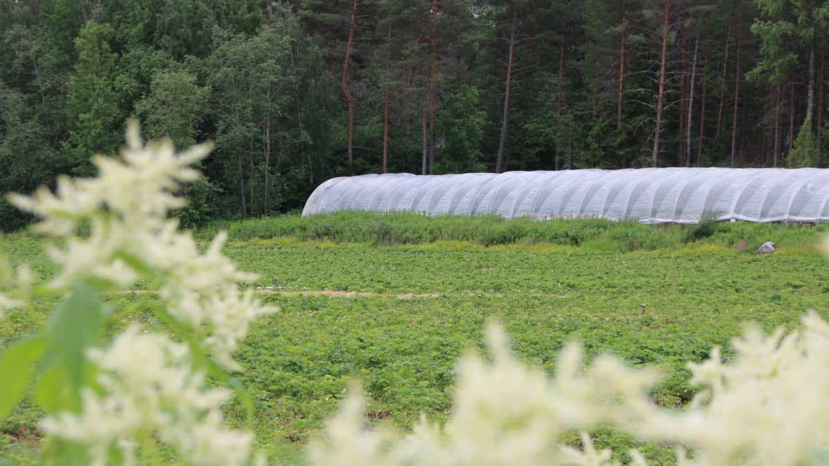 Tunneli, jossa vilejllään mansikkaa.