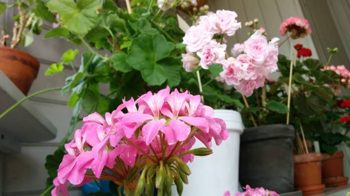 Pelargoni