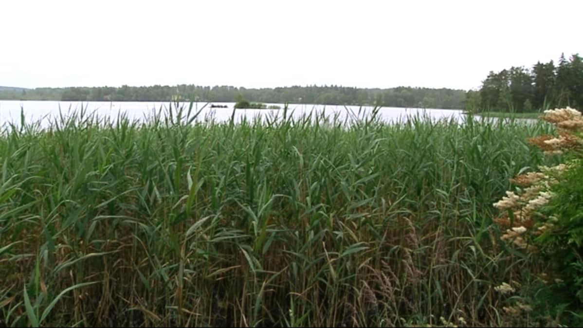 Järven ranta jossa on paljon kaislikkoa
