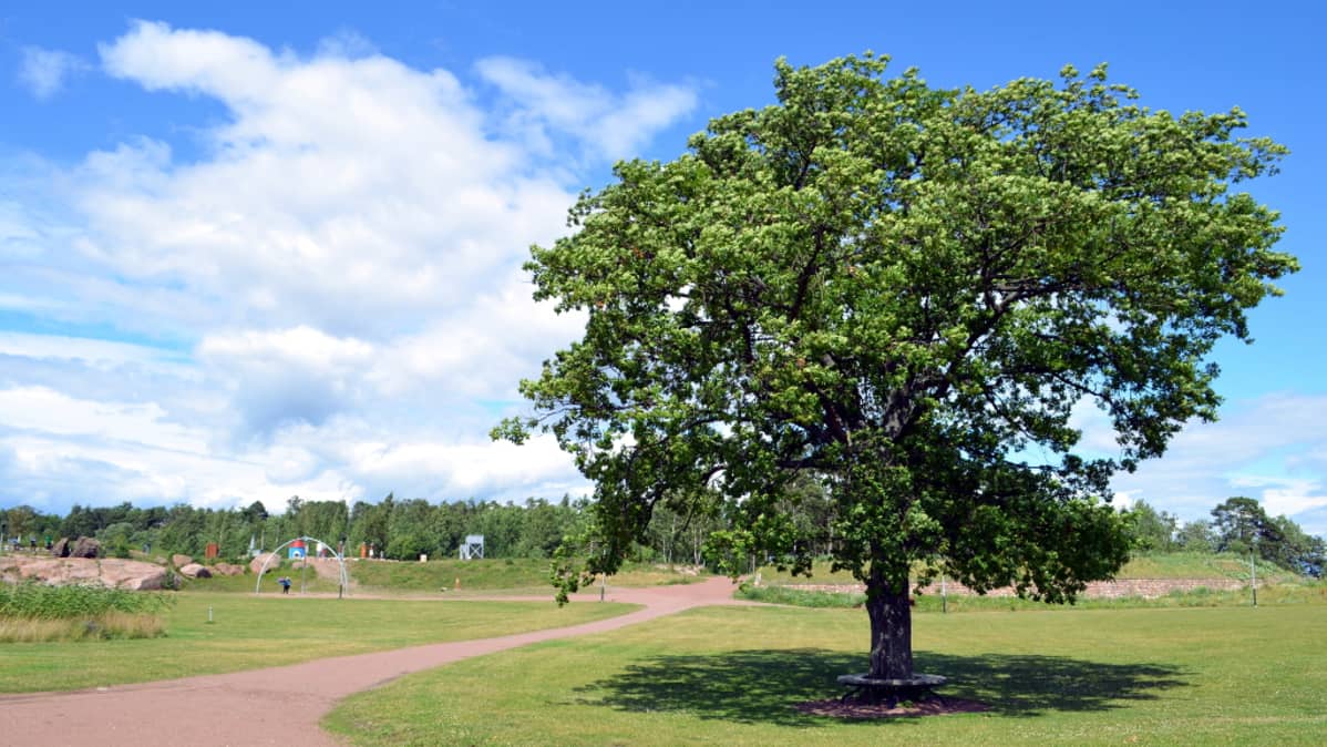 Suuri puu Katariinan meripuistossa Kotkassa.