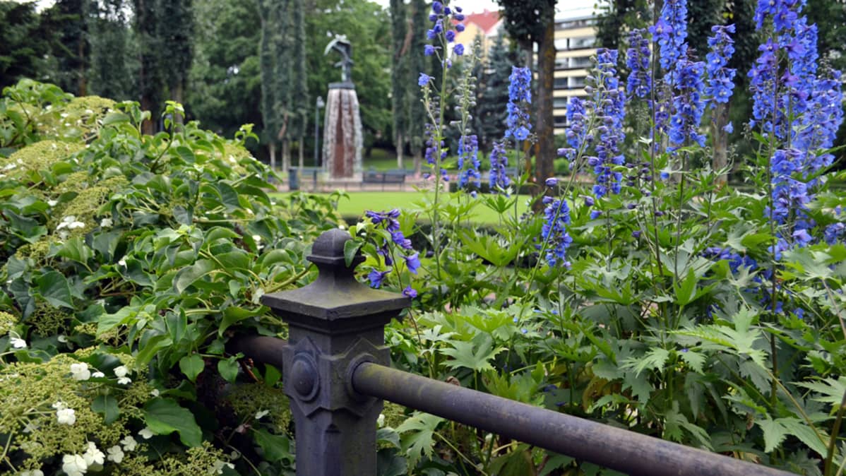 sinisiä kukkia puistossa