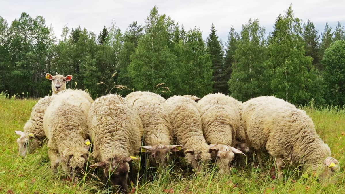 Lampaat syövät, ja yksi lammas tarkkailee takaa tilannetta.