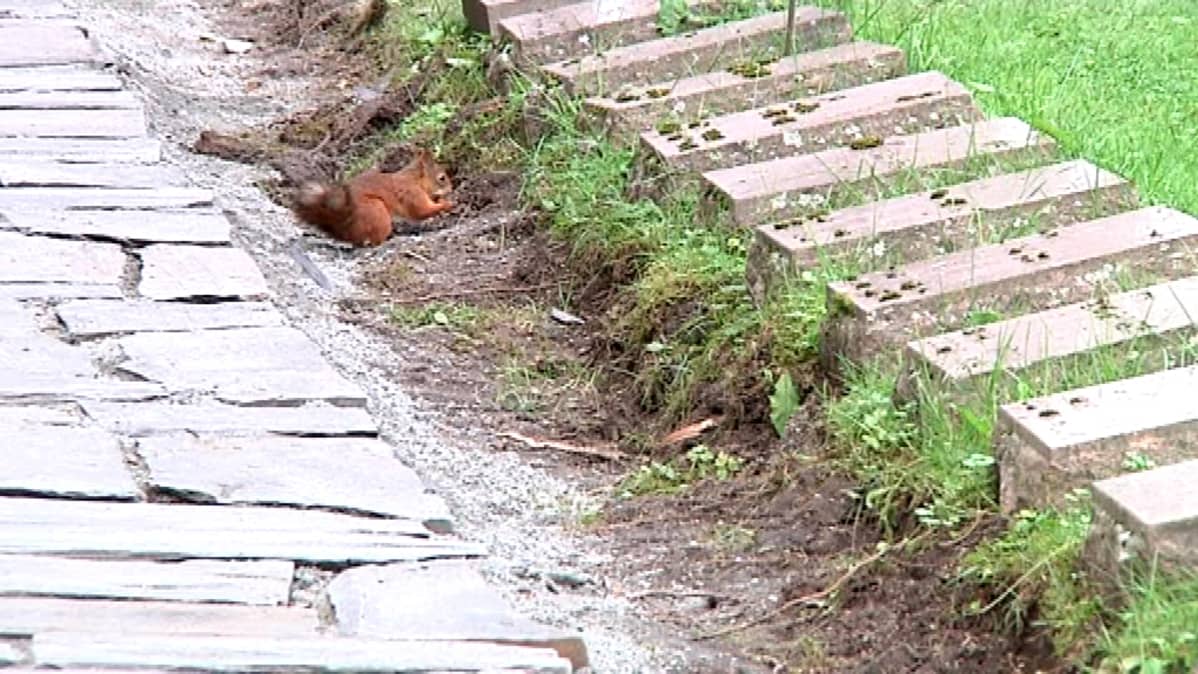 Orava osallistuu sankarihautausmaan remonttiin.