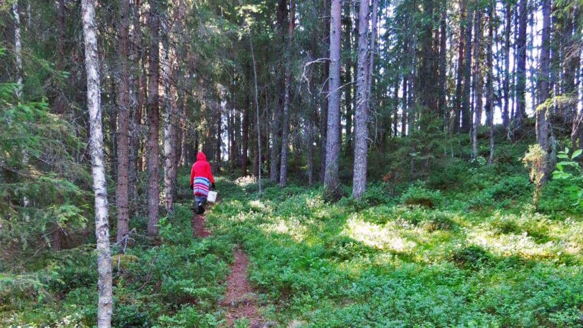 Nainen kävelee polua pitkin vaaran rinnettä ylös.