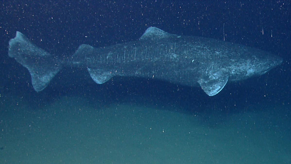 Jäähai - Somniosus microcephalus (lat.).