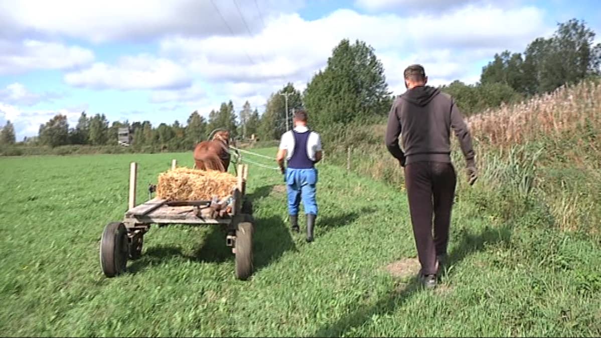 Hevonen ei turmele peltoa, kun esimerkiksi aitaa kerätään.