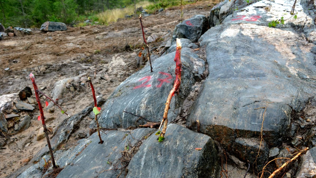 Kainuunmäen nuummiittilouhoksen räjäytysreijät