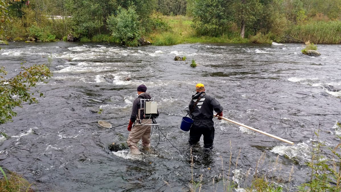 Koekalastusta Hiitolanjoella