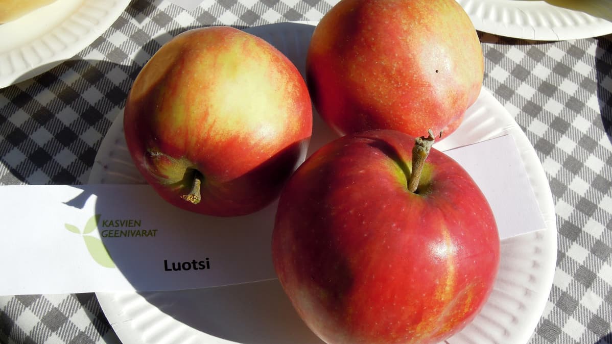 Perinneomenalajike Luotsi.