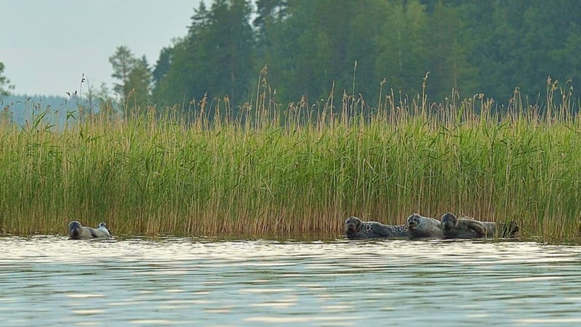 Neljä norppaa rivissä.