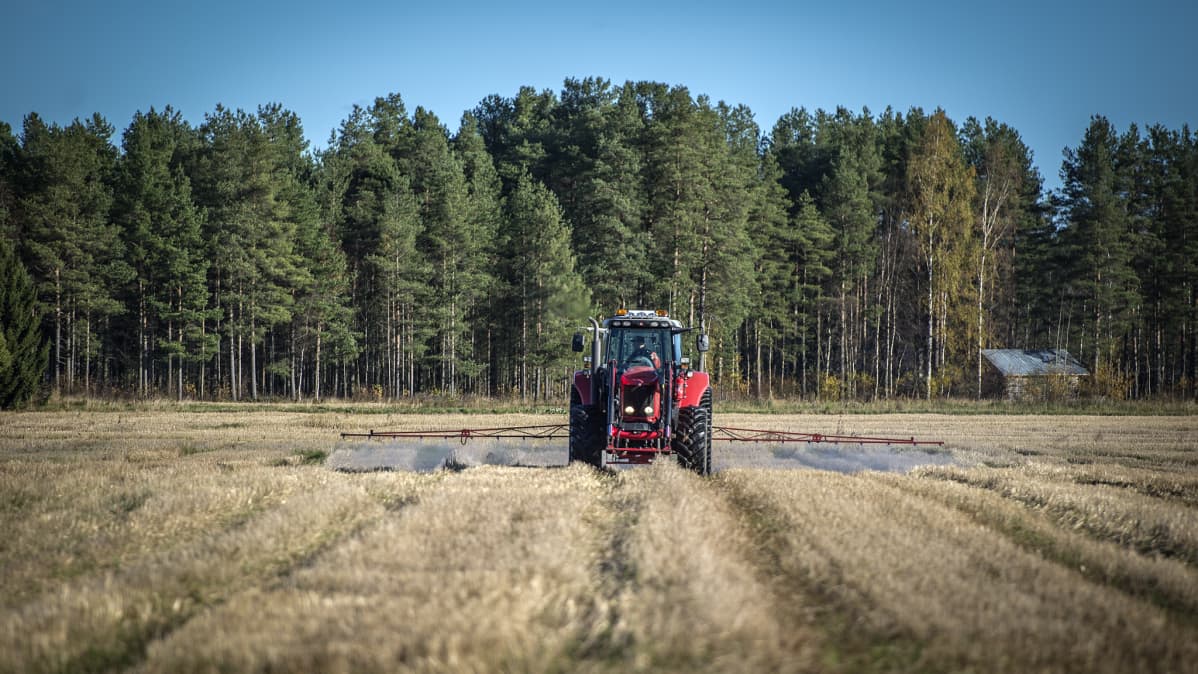 Kuvassa juolavehnän torjuntaa puinnin jälkeen ohrapellolla