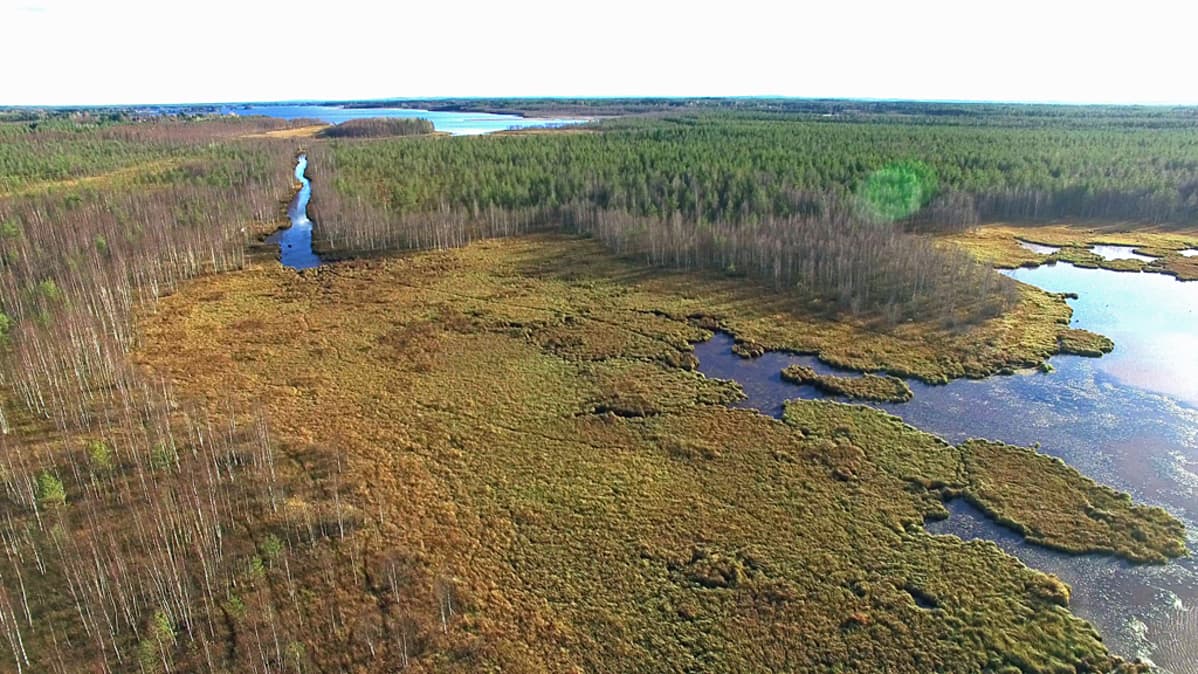Umpeenkasvanut lampi ja kanava Oulujärvessä.