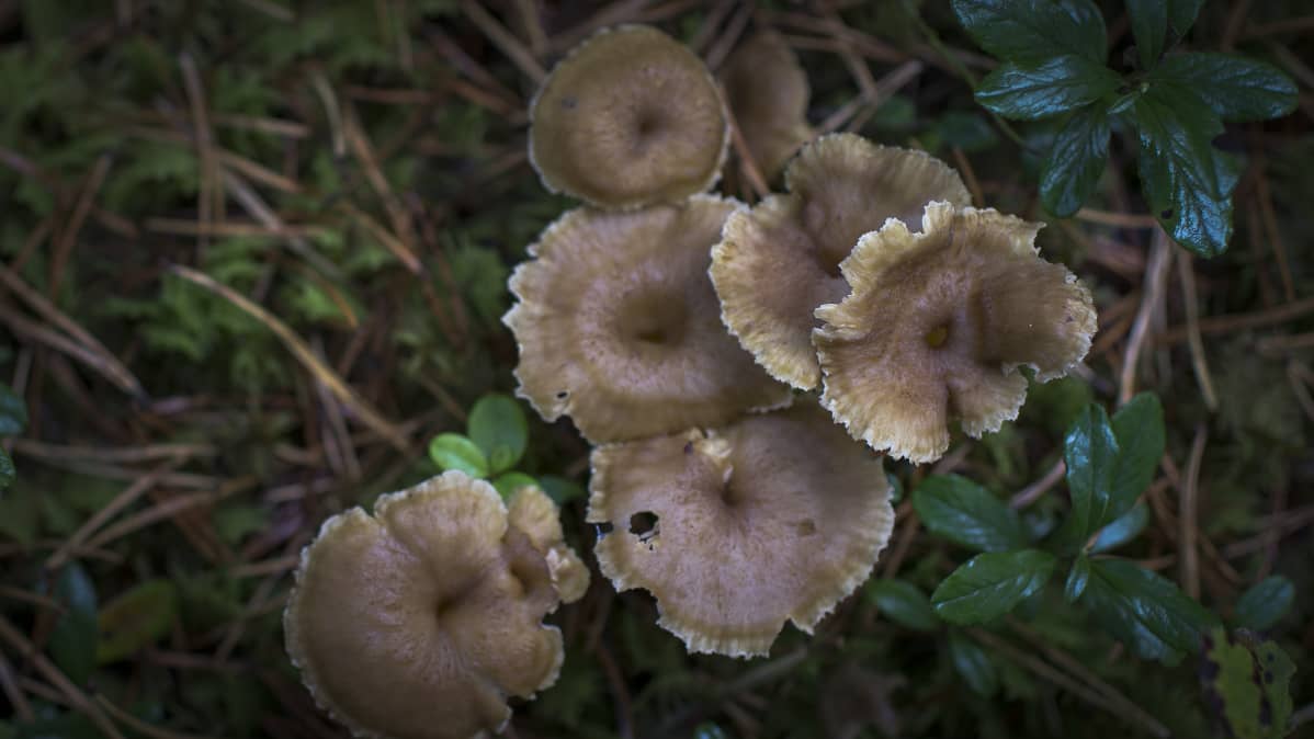 Suppilovahveroita syksyisessä metsässä.
